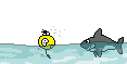 :squalo :squalo
